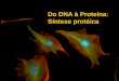 Do DNA à Proteína: Síntese protéica - cbsflab.comcbsflab.com/wp-content/uploads/2017/08/Sintese-proteica.pdf · sÍntese proteica no retÍculo rugoso no r.e. rugoso: •glicosilaÇÃo