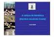 A cultura da Mandioca Manihot esculenta Crantz)w3.ufsm.br/nppce/disciplinas/mandioca01.pdf · -A mandioca é cultivada em aproximadamente 110.000 ha. -97% das propriedades que produzem