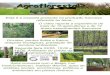 Agrofloresta!?. - wervel.be Agrofloresta.pdf · Temas História da Agrofloresta, especialmente na Europa. Os Sistemas existentes Agroflorestas européias na atualidade Produção