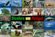 Compreender a importância da diversidade biológica na ...files.comunidades.net/albertocaeiro/Biosfera.pdf · Descrever níveis hierárquicos de organização biológica. ... Estas