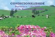 CONDICIONALIDADE - posei.azores.gov.ptposei.azores.gov.pt/ficheiros/221201012285.pdf · Ajuda ao Escoamento de Jovens Bovinos dos Açores ... Plantas Aromáticas e Medicinais Conservação