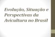 Evolução, situação e perspectivas da Avicultura no Brasil · Histórico e Evolução da Avicultura no ... a primeira raça foi a Minorca • Outras: Wyandottes, ... • Quebra