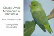 Classe Aves Morfologia e Anatomia .Penas (presentes em ... Apndices peitorais em forma de asas