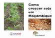 Como crescer soja em Moçambique - Soybean Innovation Labsoybeaninnovationlab.illinois.edu/files/Agronomy Extension... · Há uma forma de vida em que as bactérias do solo chamado