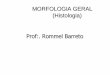 Prof:. Rommel Barreto - enfermagemflama.weebly.comenfermagemflama.weebly.com/uploads/1/1/6/8/11687441/morfologia... · Os Dois Principais Tipos de ... • Composi ção da matriz