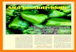 Fotos Gilmar Henz Alta produtividade£o como cultivar.pdf · do pimentão cultivado em campo fica em torno de 25-40 t/ha, e em cultivo ... No Distrito Federal, esta cultura tem boas