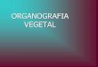 ORGANOGRAFIA VEGETAL - msmidia.profissional.wsmsmidia.profissional.ws/hi/conexaox/OrganografiaVegetal.pdf · •Haste: Ex. arroz, capim, trigo, grama. • Cladódio: Parênquima aquífero