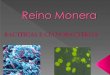Reino Monera - csfx.org.brcsfx.org.br/professores/pdf/jucimara/bacterias.pdf · Estrutura da bactéria Parede Celular: invólucro semi-rígido de peptioglicano que dá forma às bactérias