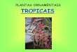PLANTAS ORNAMENTAIS TROPICAIS - esalq.usp.br .plantas ornamentais tropicais. floricultura tropical