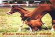 cavalomangalarga.com.br · projeto que hoje chega às suas ... dos leilões e Exposições que ocorrem no ano 2000. ... - Marcelo Leite Vasco de Toledo