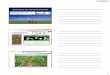 Sistemática das monocotiledôneas - Stoa Social · Elevada produção de sementes ... Identificação das plantas daninhas 01/10/2014 07:39 pjchrist@usp.br 26 Identificação das