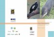 Aves e mamíferos web - Rede Pró-Fauna · tilápias, bagre-africano Clarias gariepinus, black bass Micropterus ... informações e condições favoráveis de manejo e reprodução