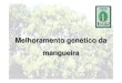 Melhoramento gen ético da Melhoramento genético da da... · Evolução da produção de manga no Brasil no período de 1990-2006. Fonte: ... (todas de origem americana) ... vSeleção