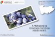 DRAP Norte - Direção Regional de Agricultura e Pescas do ... · Produção de Pequenos Frutos na Região Norte Em Portugal, à exceção do morango, não existia a tradição da