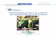 o Orientações Roraima em - core.ac.uk · Orientações para o cultivo do pimentão em Roraima Jane Maria Franco de oliveira' ... trabalho realizado pela Embrapa Roraima, o plantio