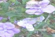 Morfoanatomia foliar de espécies de Brunfelsia L. do Sul ...laveg.paginas.ufsc.br/files/2012/08/Dissertação-Brunfelsia... · Centro de Ciências Biológicas, Departamento de Botânica,