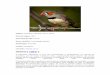 História [ editar ] - voandonasnuvens.weebly.comvoandonasnuvens.weebly.com/uploads/1/5/5/9/15593738/aves_.pdf · extensão de vermelho na zona frontal da cabeça é menor nas fêmeas.Aparência