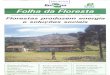 7 - n013 -jan/fev/mar - 1999 Florestas produzem …ainfo.cnptia.embrapa.br/digital/bitstream/item/106636/1/...Casca de Pinuse Lodoviram nutrientes para produção de mudas Pesquisa