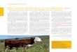 Raça bovina Valdostana: a nova genética leite- carne chega ... Raça Valdostana.pdf · A finalidade do projeto se resume em verificar o desempenho reprodutivo da raça bovina Valdostana,