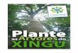 Plante - Rede de Sementes do Xingu · Como guardar sementes de árvores? SEMENTES MAIS DURAS, LIMPAS E SECAS: podem ser armazenadas em garrafas ou potes bem fechados, com folha moída