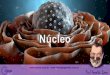 Apresentação do PowerPoint - Biologia GeralDoezoide.com.br/blog/wp-content/uploads/2017/06/Nucleo.pdf · sem ribossomos, sem Por que a ... carioteca poro - annuli Indique as estruturas