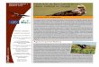 NEWSLETTER Nº 1 Conservação da Águia-imperial-ibérica … NL1 MARCO 15_LIFE... · 2018-10-23 · cial relevância para o coelho-bravo. ... entre os quais agentes da autoridade