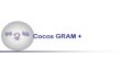 Cocos GRAM + · Staphylococcus. O nome “aureus ... Microbiota normal da pele e da mucosa de seres humanos e animais superiores. Importante na infecção hospitalar