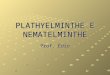 Slide 1 · PPT file · Web view2008-04-16 · PLATHYELMINTHE E NEMATELMINTHE Prof. Édio Plathyelminthe São conhecidos como vermes achatados. Seus principais representantes são