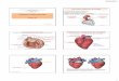 Sistema Cardiovascular Parte II Esquerda Direita · presença de válvulas Estrutura das veias: Válvulas Venosas Seio da Válvula Seio da Válvula VEIAS Válvula fechada Válvula