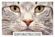 Cartilha de Esporotricose (CCZ)2 também pode ser contaminado pelo fungo, porém em menor número, o mais comum é o gato, por ser mais sensível ao fungo. Não há registros de transmissão