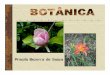 Priscila Bezerra de Souza - satuf.netsatuf.net/biologia/Botanica.pdf · O Reino vegetal reúne as plantas ou vegetais, tais como, musgos, samambaias, pinheiros, árvores, arbustos,