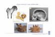 Osso cortical, osso trabecular - DEMjfolgado/BioTecidos_1112/Aula_2012.02.27.pdf · Biomecânica dos Tecidos, MEBiom, IST woven bone e osso plexiforme – surgem associados a crescimentos