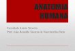 ANATOMIA HUMANA - jvasconcellos.com.brjvasconcellos.com.br/fat/wp-content/uploads/2012/08/Aula-04-AH.pdf · pela síntese de todas as proteínas neuronais. Local de recepção de