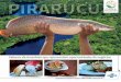 Brasília (DF) - riodocepeixes.com.br · um filão de oportunidades com o cultivo do mais saboroso peixe de água doce com es-cama do mundo. Neste momento, em 2016, ao final da iniciativa,