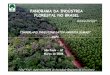 PANORAMA DA INDÚSTRIA FLORESTAL NO BRASIL florestal.pdf · De 1990 a 1999 (Desconexão política ambiental e de reflorestamento) -Desdobramentos da Rio 92 ... EVOLUÇÃO DA PRODUTIVIDADE