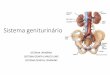 SISTEMA URINÁRIO HUMANO - teseconcursos.com.br · •inibe renina. •redução da pressão arterial. hemodiÁlise sistema urinÁrio humano. sistema genital masculino sistema geniturinÁrio
