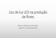Uso de luz de LED na produção de flores - cobapla.com.brcobapla.com.br/wp-content/uploads/2018/07/ESALQcompressed.pdf · Resultados de pesquisas - Azul (450nm): mudas mais compactas,