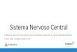 Sistema Nervoso Central · Sistema Nervoso Central •O sistema nervoso central (SNC) é formado pelo encéfalo e pela medula espinhal. •O encéfalo fica protegido pelo crânio,