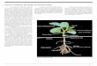 Como a Planta de Soja se Desenvolve - brasil.ipni.netbrasil.ipni.net/ipniweb/region/brasil.nsf/0... · Durante a fotossíntese, a ener-gia luminosa gerada pelo sol promove um processo