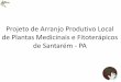 Projeto de Arranjo Produtivo Local de Plantas Medicinais e ...portalarquivos.saude.gov.br/images/pdf/2014/dezembro/30/II-snpmfaf... · LEVANTAMENTO: PLANTAS MEDICINAIS •Estudo Epidemiológico