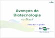Avanços da Biotecnologia - Portal Embrapa · vinho, cerveja e pão. ... Os Avanços da Biotecnologia no Brasil Investimentos na formação de recursos humanos - universidades públicas,