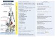 A QUEM SE DESTINA O CURSO SÁBADO, 21 de Outubro2017 … tornozelo.pdf · 09:15 -09:45 Avaliação Integrada do Tornozelo Carateristicasanatómicas da articulação. Biomecânica