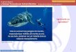 Agressores ou Agredidos? - Dr Szpilman · Manual de Emergências Aquáticas - Dr David Szpilman SOBRASA –Sociedade Brasileira de Salvamento Aquático Índice Animais Mordedores