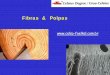 Polpas e fibras - celso-foelkel.com.br e polpas.pdf · A morfologia da fibra é fundamental pois afeta performance da máquina e produto final Propriedades da madeira Prop. das fibras