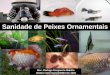 Sanidade de Peixes Ornamentais - petbh.com.br · levar o peixe a morte por asfixia. Ictiofitiríase •Ciclo de Vida Ictiofitiríase •Transmissão ... •Densidade de Peixes Biosseguridade