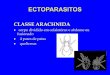 CLASSE ARACHNIDA · Localização do peritrema no corpo do ácaro. ORDEM IXODIDA (metastigmatas) ... Corpo em formato redondo, patas muito curtas, apódema em forma de lira