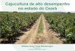 Cajucultura de alto desempenho no estado do Ceará · Objetivos específicos » Quantificar a produtividade de castanhas e pedúnculos em clones de cajueiro-anão cultivados sob adensamento;
