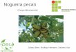 Nogueira pecan · Nogueira pecan (Carya illinoinensis ... Adubação de formação: 20 a 60 g/planta de ... Alternativa de renda para a agricultura familiar; Produção média: 