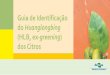 Guia de Identificação do Huanglongbingswfrec.ifas.ufl.edu/hlb/database/pdf/21_AugustoGirardi_11.pdf · derando-se que algumas carências nutricionais e sintomas de outras doenças
