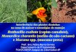 Interferência das plantas daninhas na cana-de-açúcar e ... · Momordica charantia (melão-de-são-caetano) e Mucuna spp. (mucuna-preta) AGENDA DAAPRESENTAÇÃO. 2-Manejo de plantas